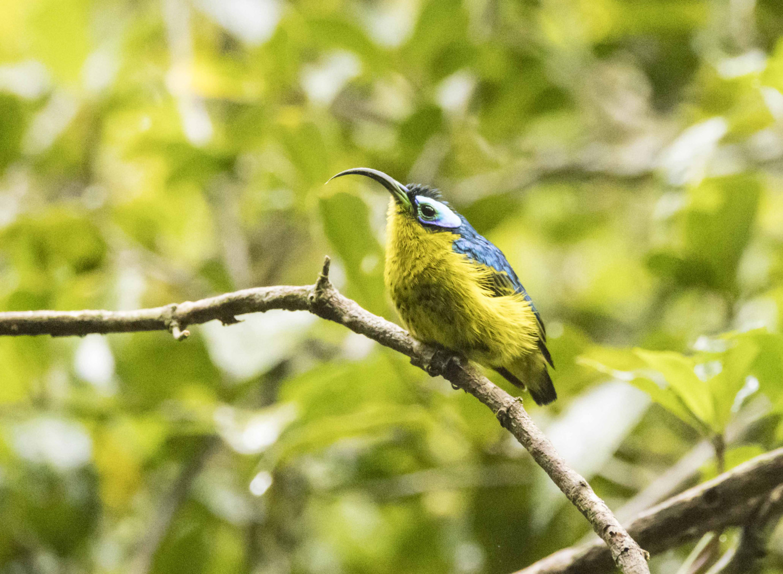image Common Sunbird-Asity